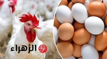 تغيرات جديدة في أسعار الفراخ البيضاء والكتاكيت والبيض ببورصة الدواجن الثلاثاء